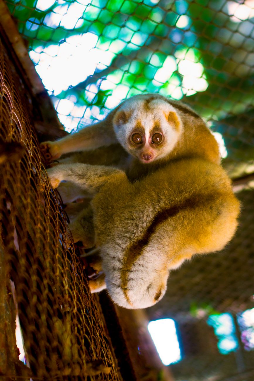 Loris