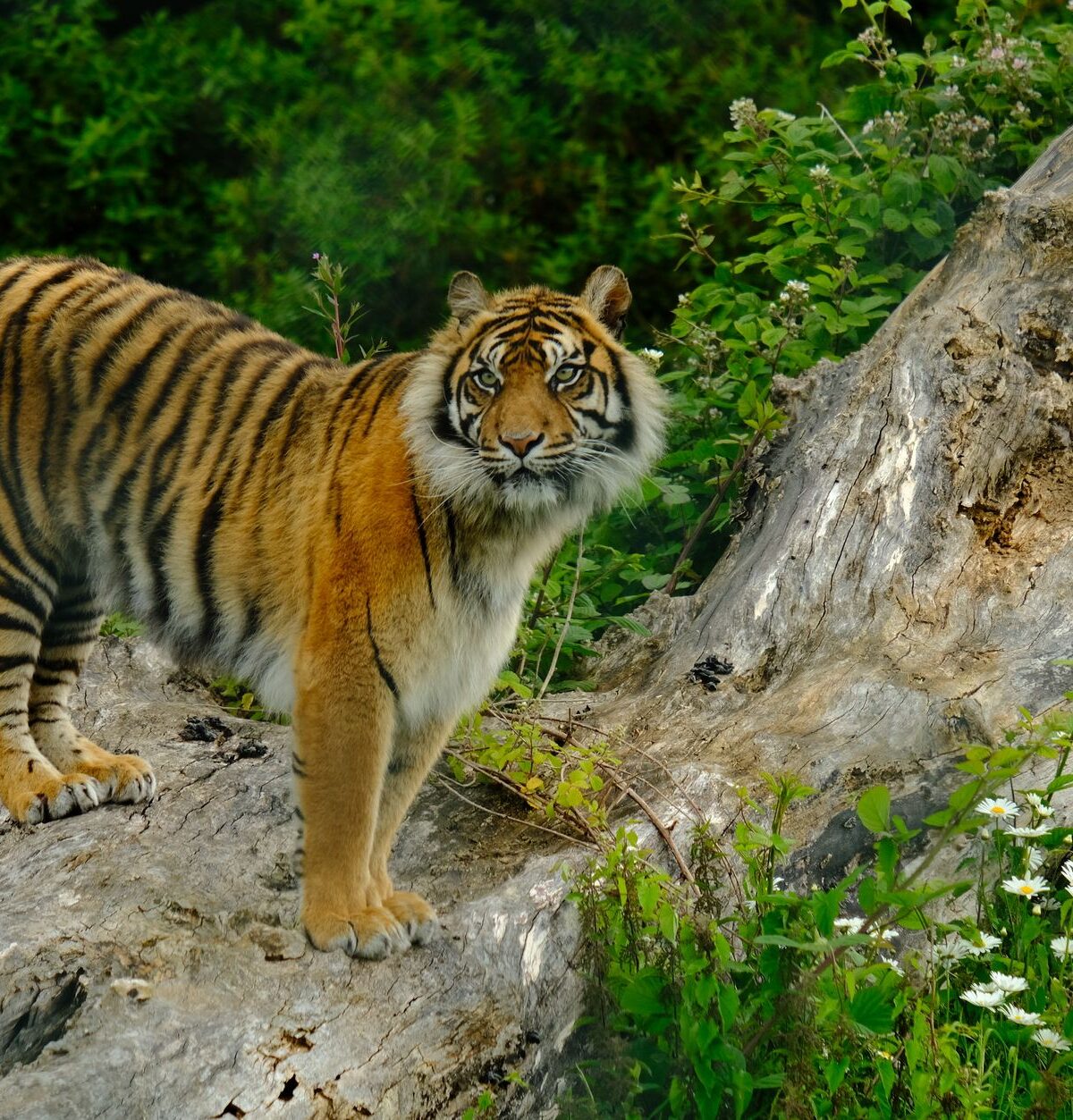 Sunda Tiger