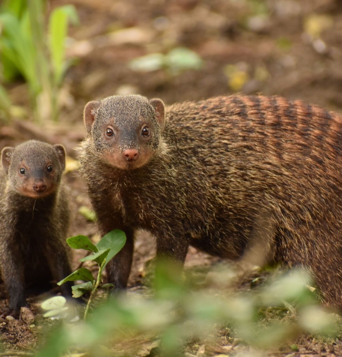 Banded Mongoose