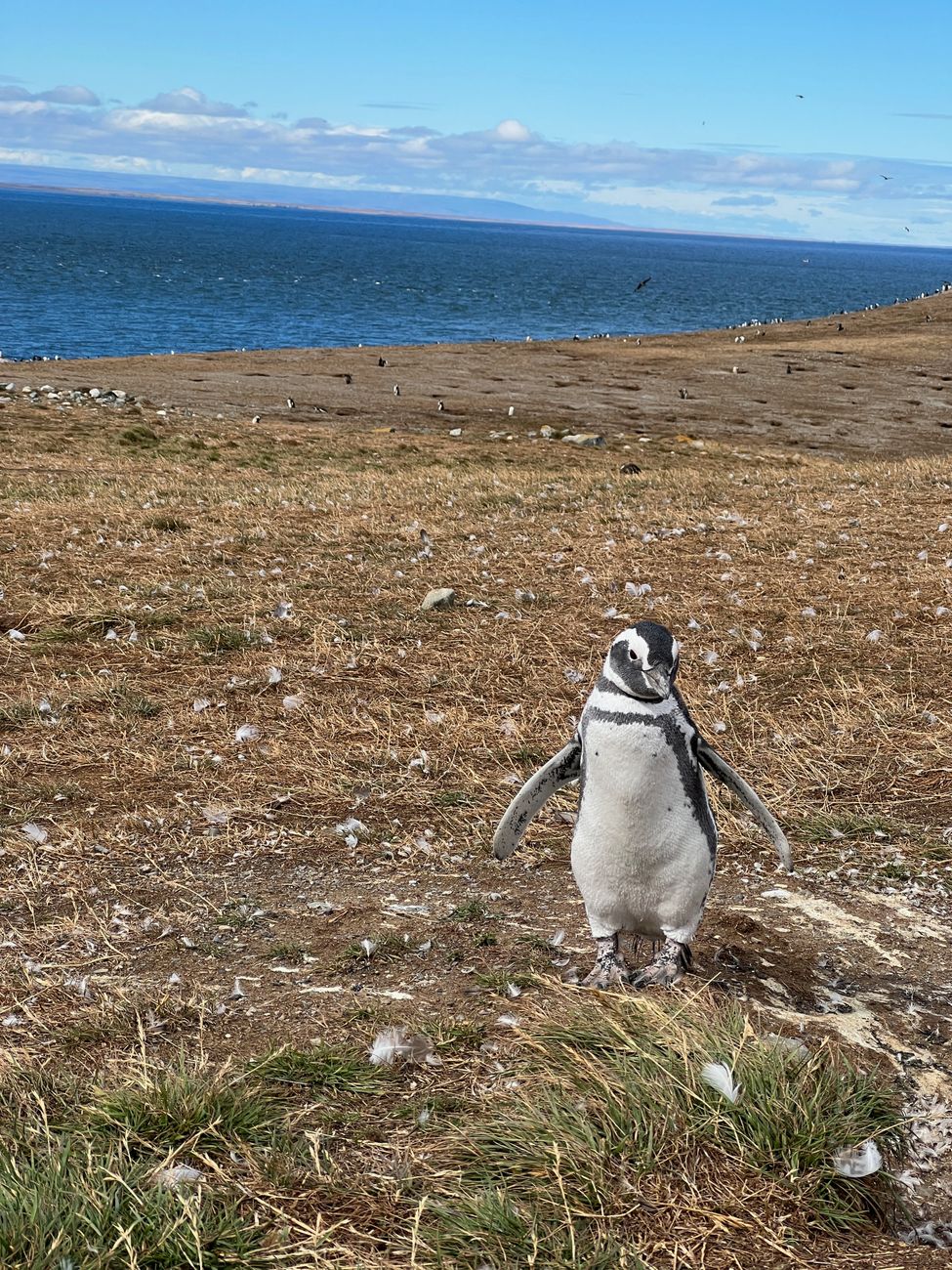 Magellanic Penguin