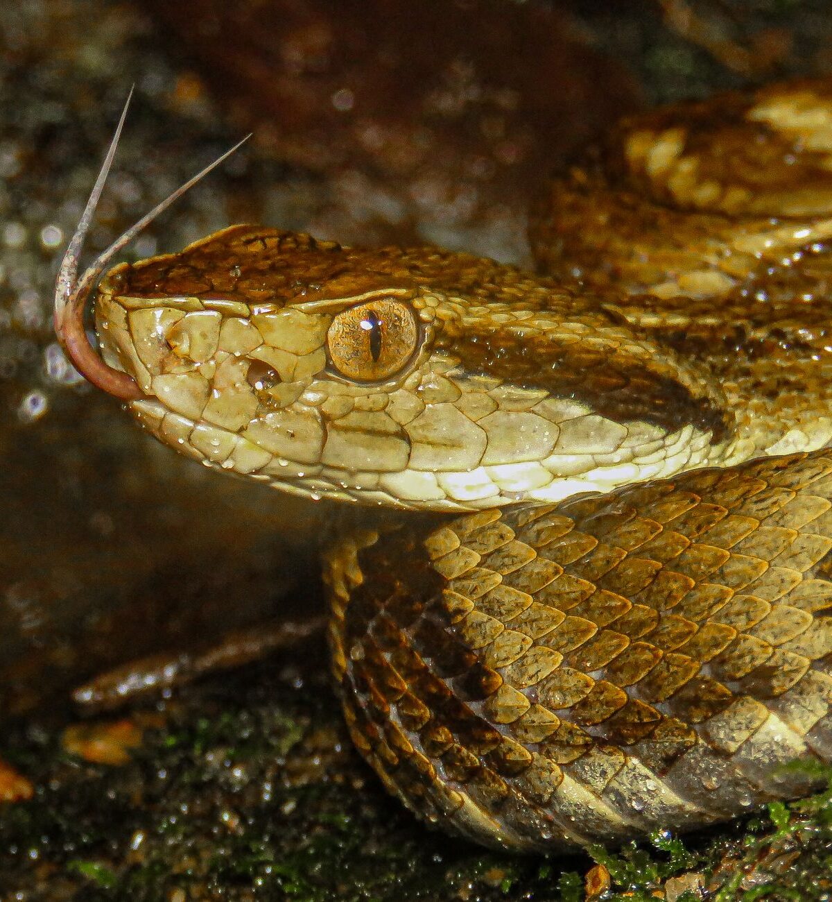 Blow Viper