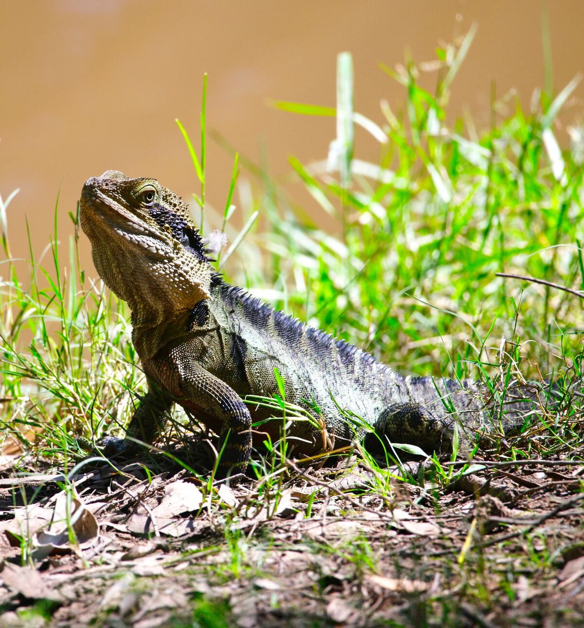 Australian Water Dragon