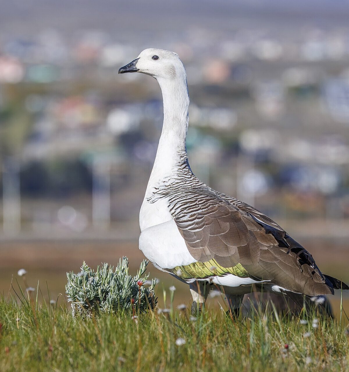 Magellanic Goose