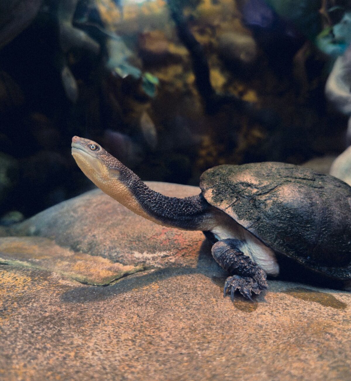 Snake-necked Turtle