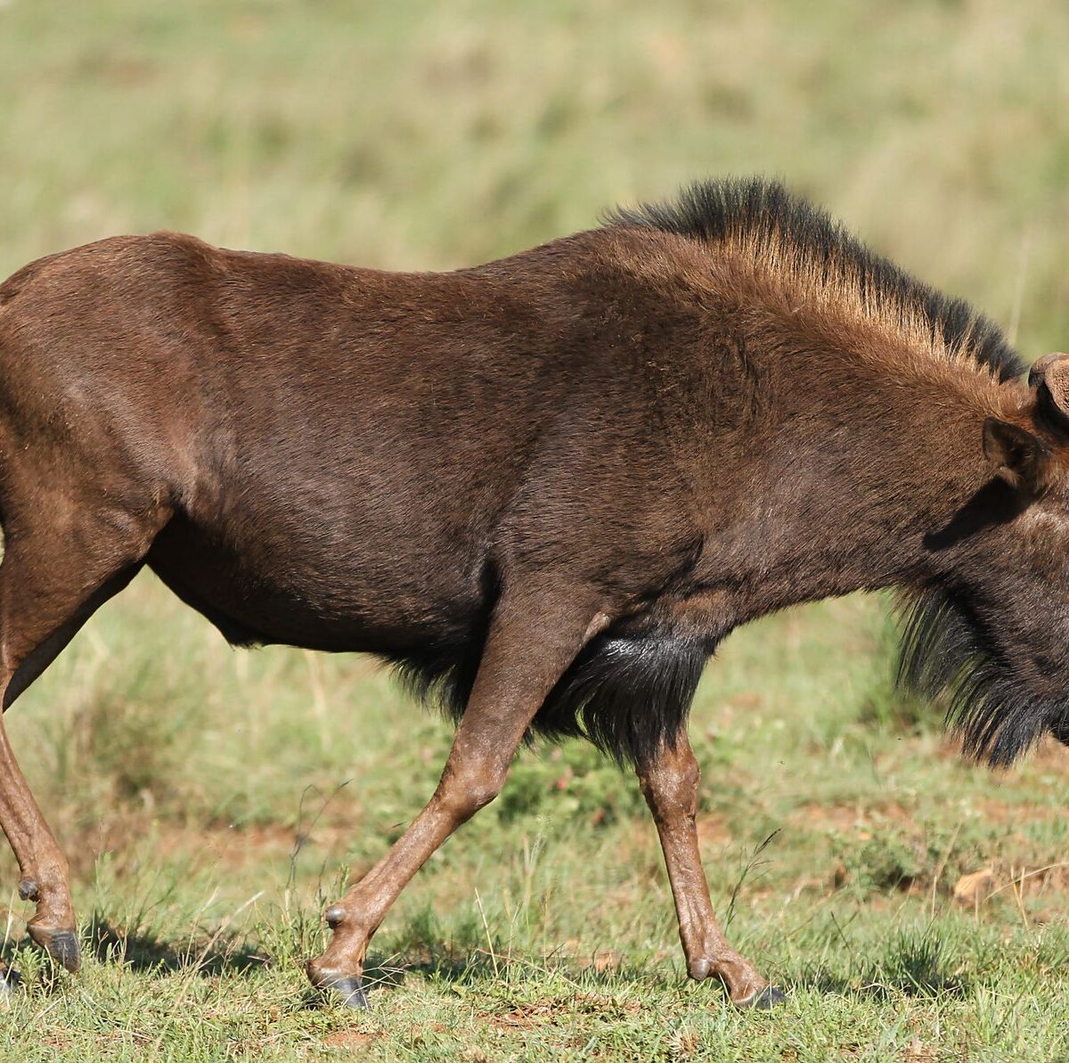White-tailed Gnu
