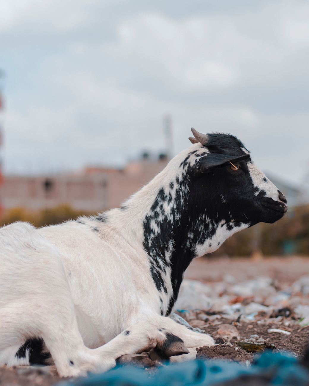 Dwarf Goat