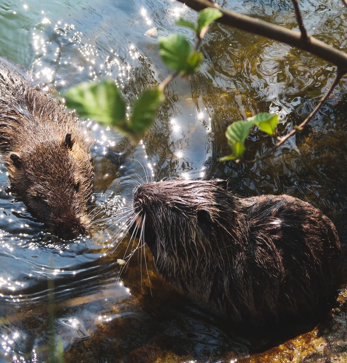 Nutria
