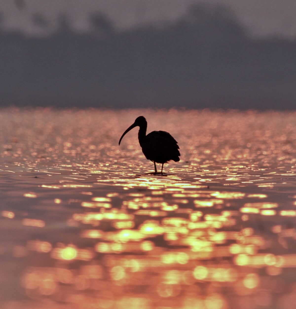 Ibis