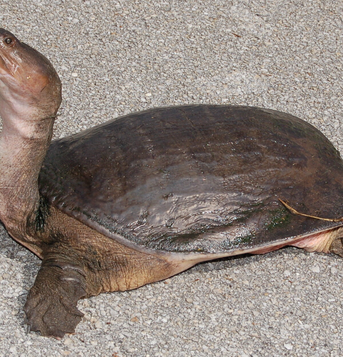 Florida Turtle