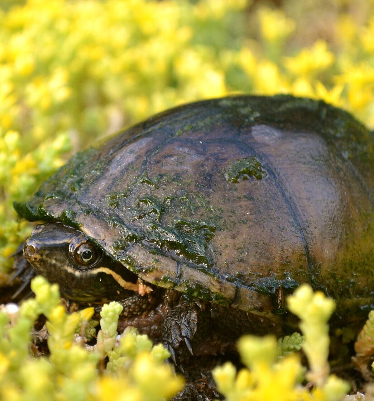 Musk Turtle