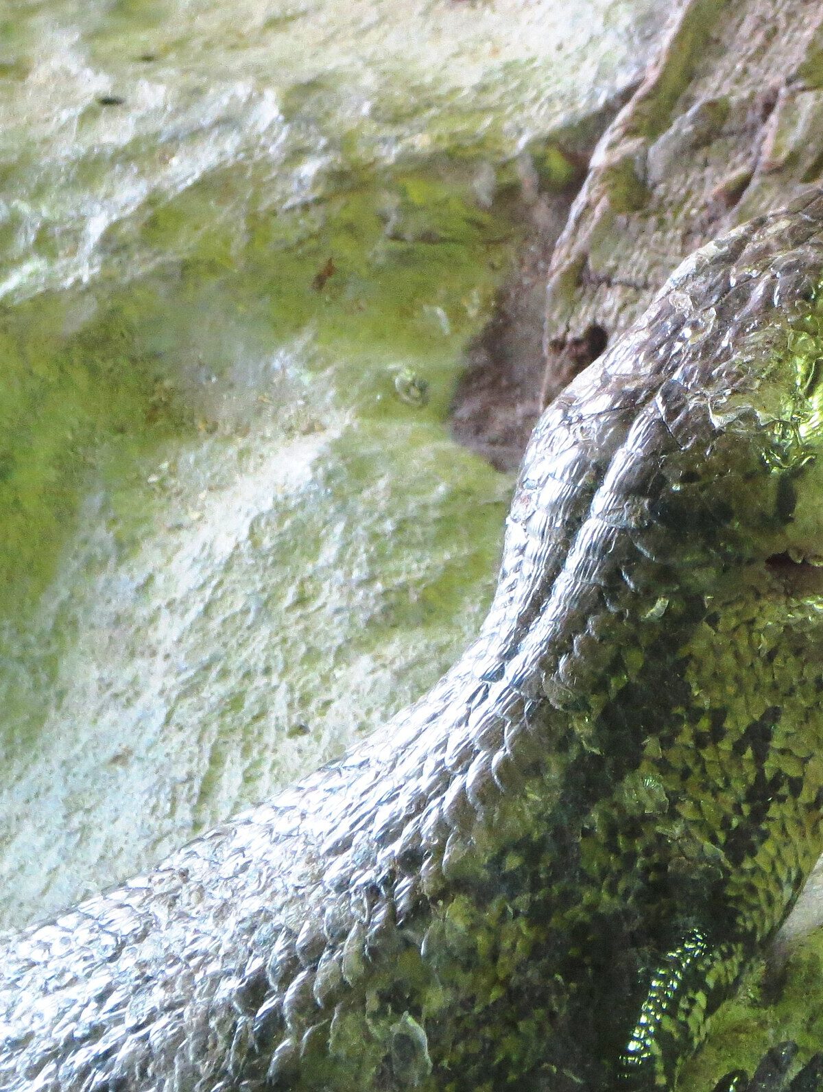 Indonesian Blue-Tongued Skink