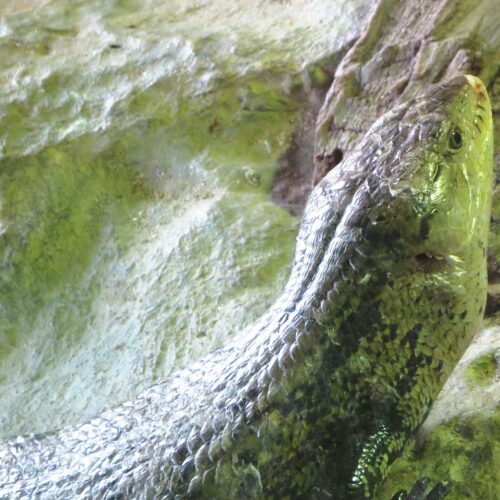Skink
