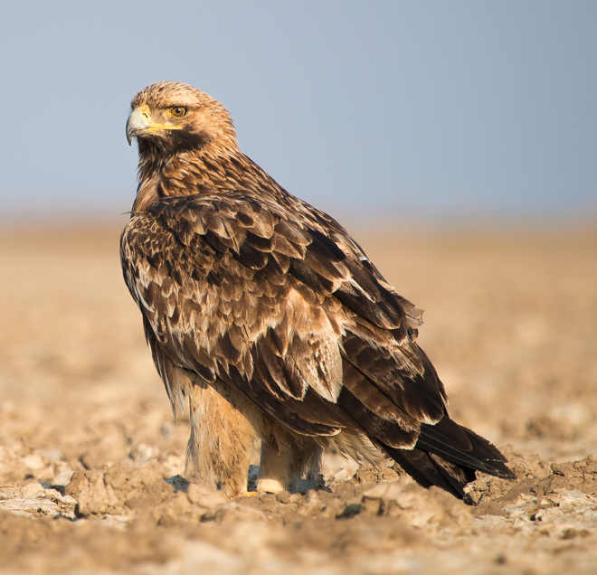 Imperial Eagle
