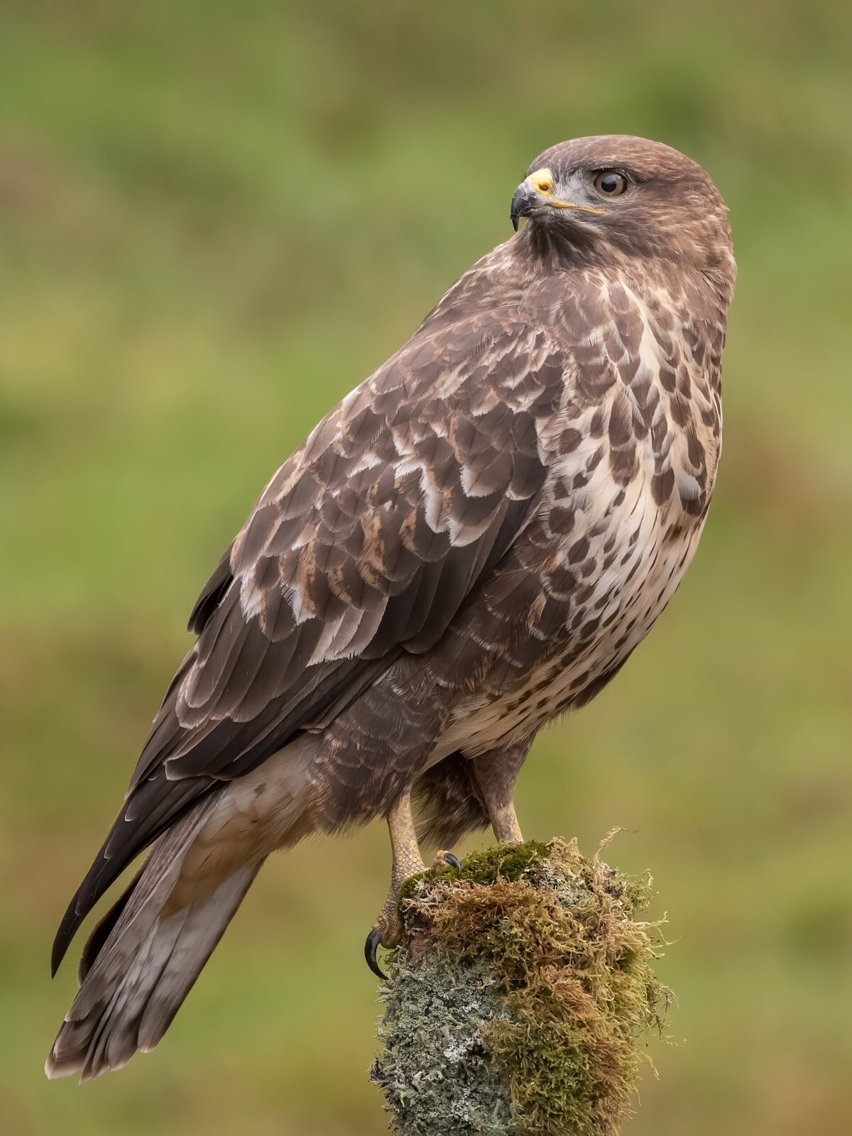 Eurasian Buzzard