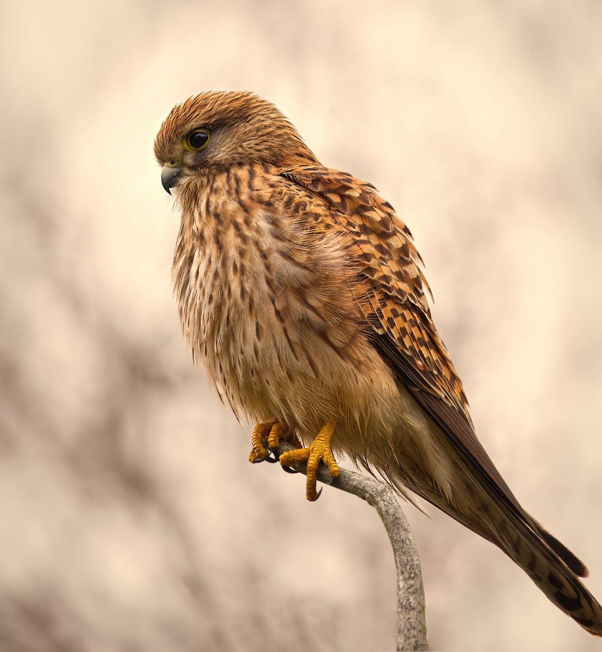 Lesser Kestrel