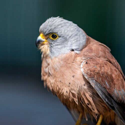 Kestrel