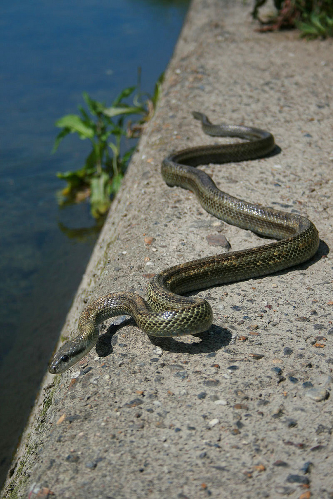 Chinese Rat Snake
