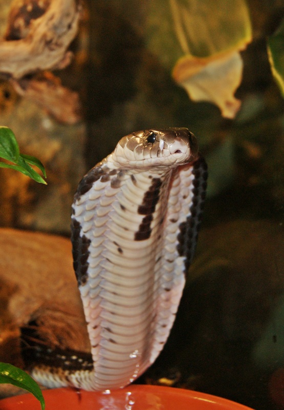 Indochinese Spitting Cobra