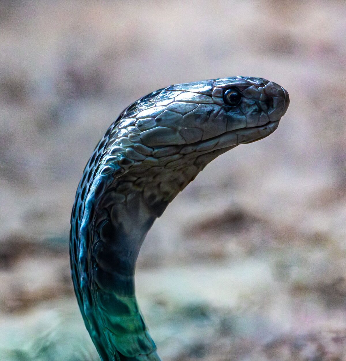 Black Spitting Cobra