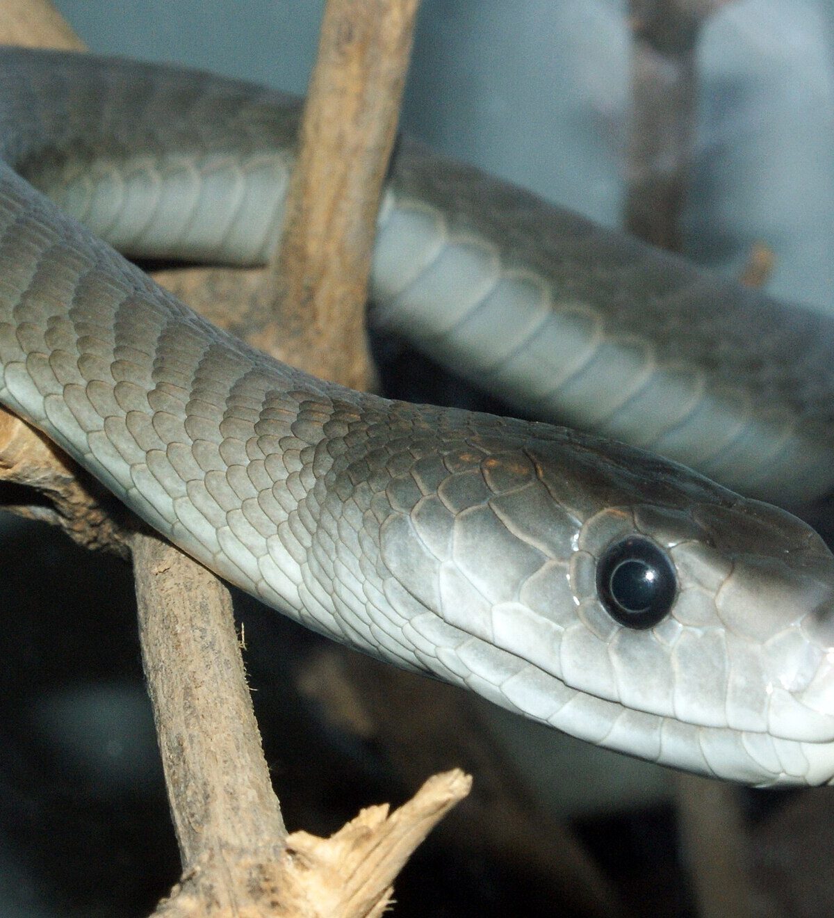 Black Mamba