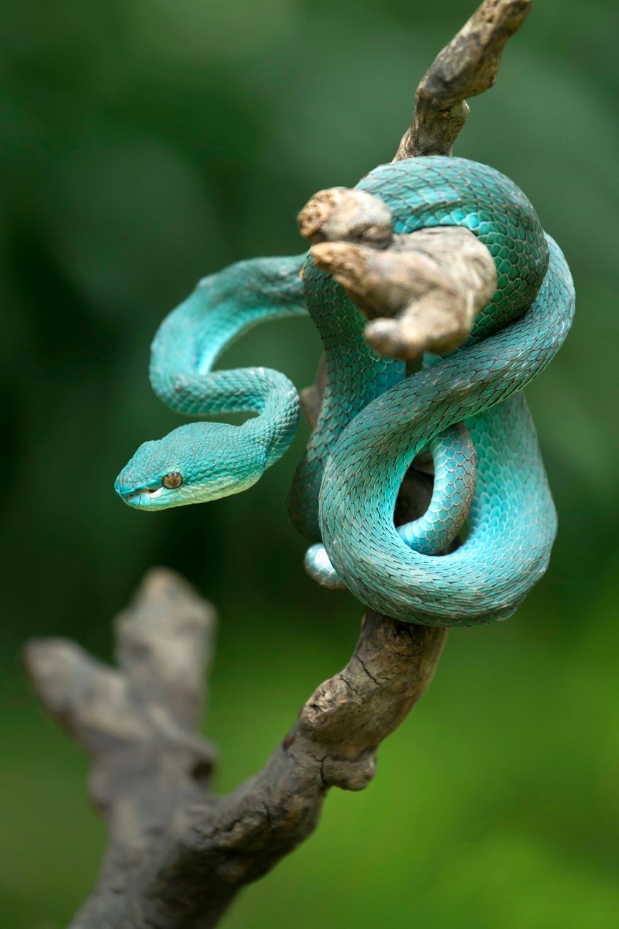 Blue Pit Viper
