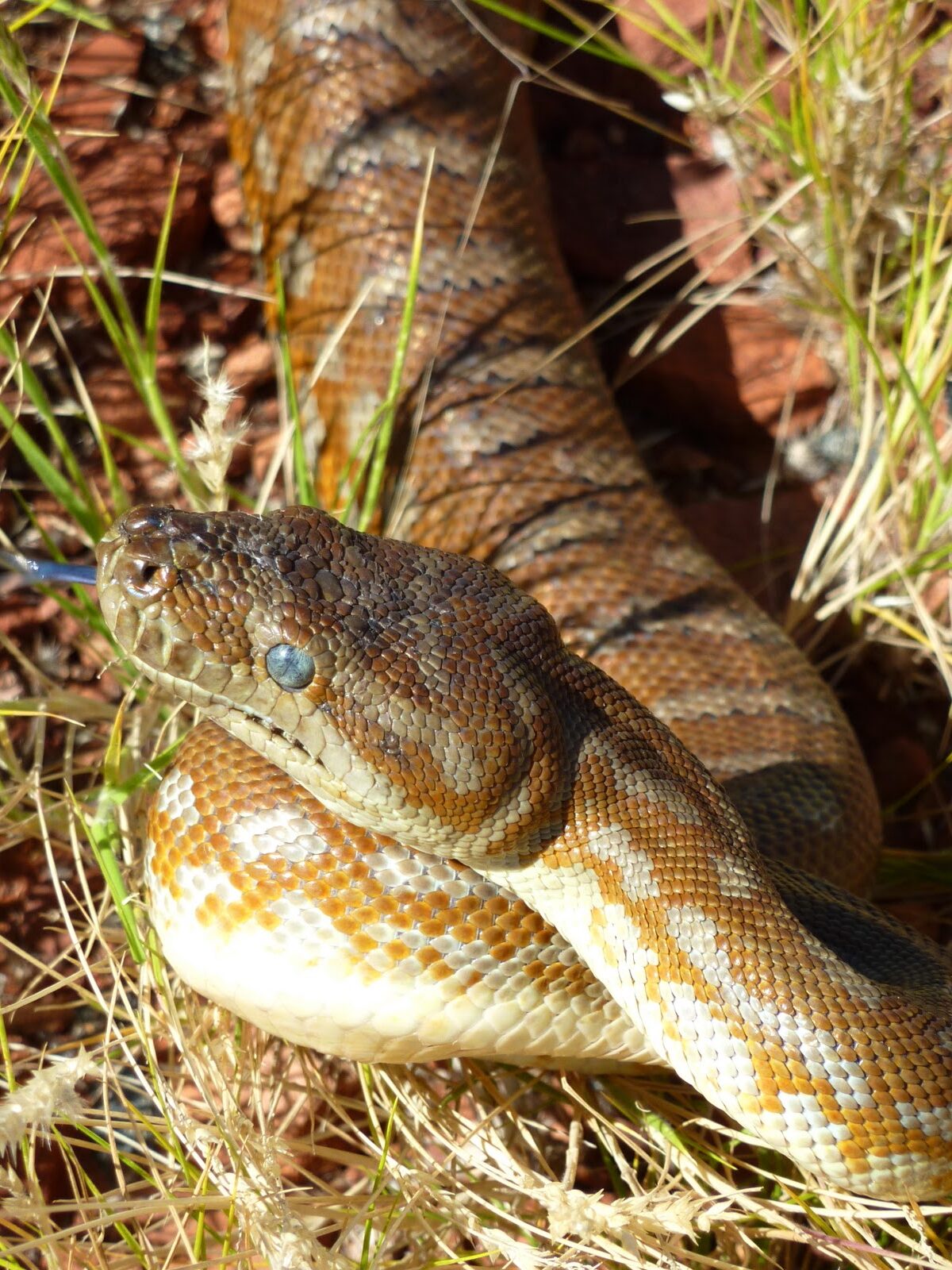 Bredl's Python