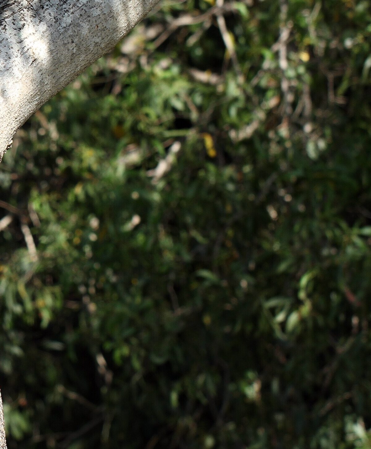 Spotted Tree Monitor