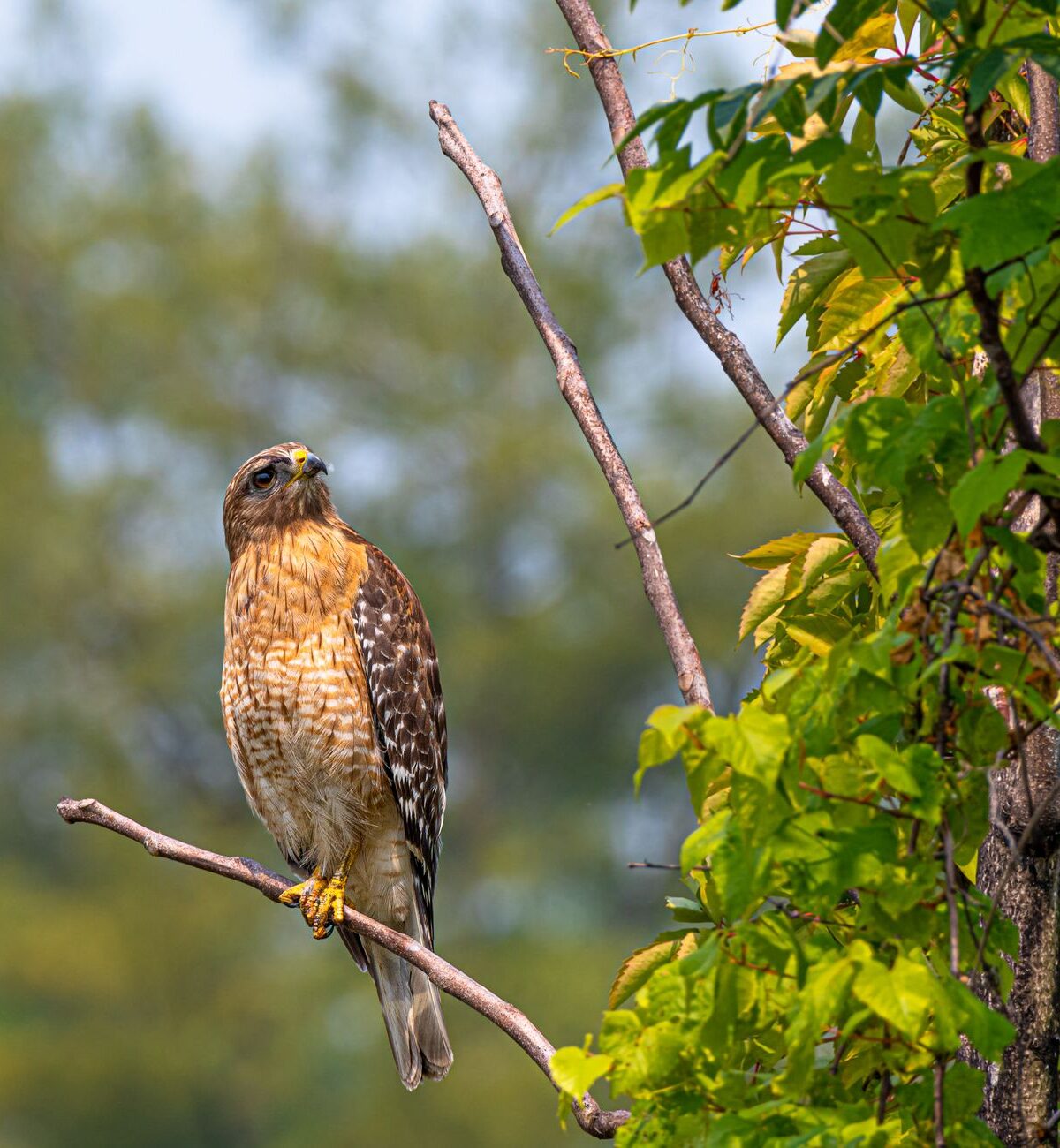 Red-Shouldered Hawk