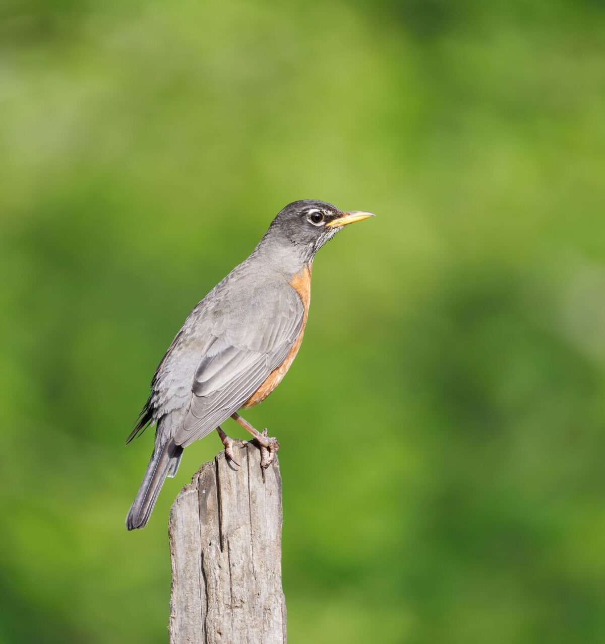 American Robin