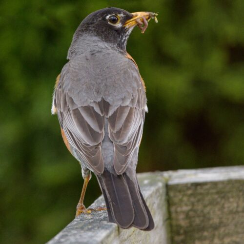Robin