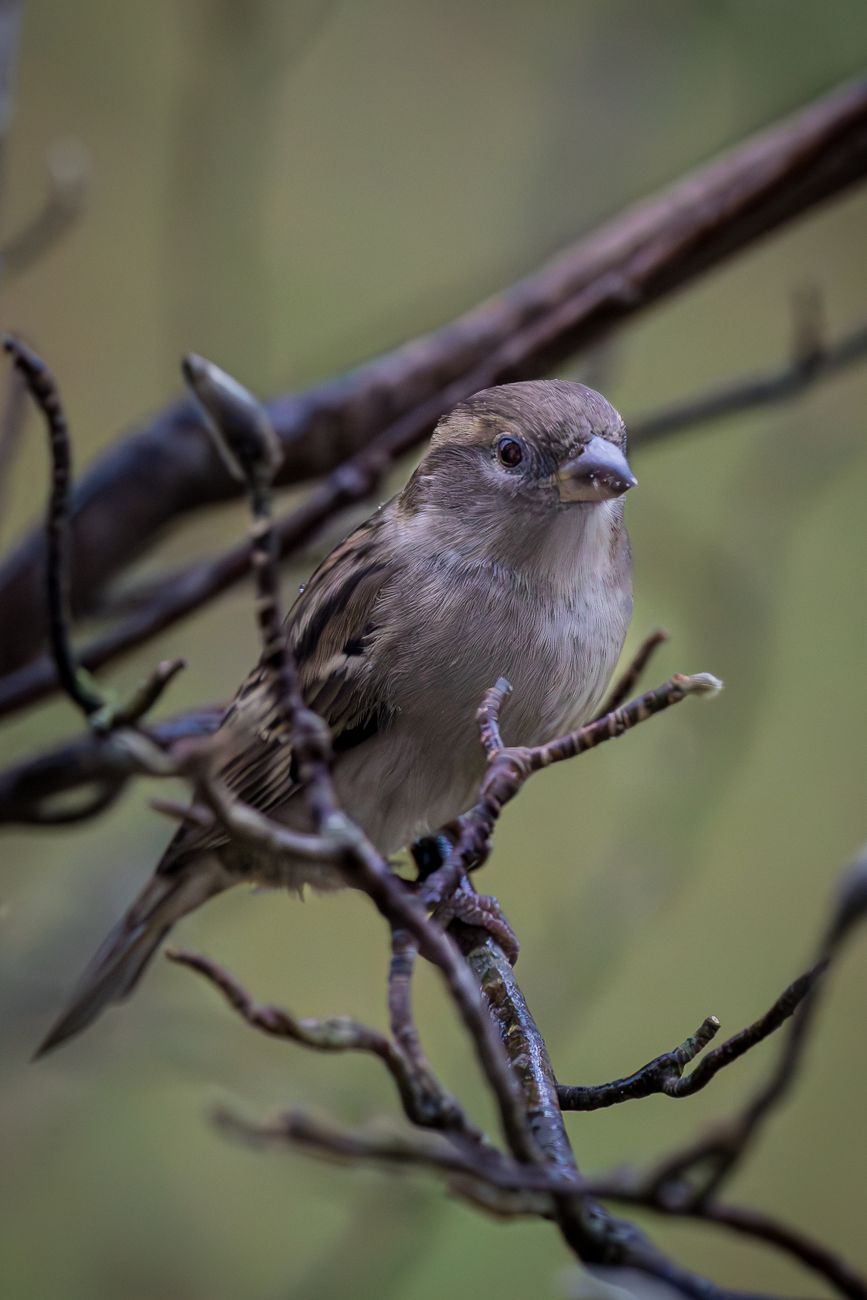 House Sparrow