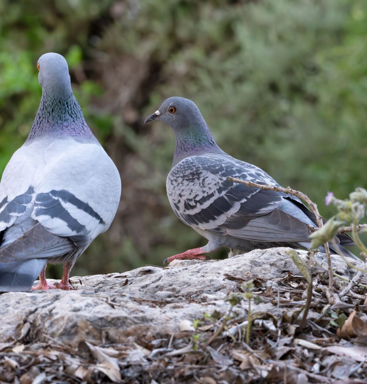 Rock Pigeon