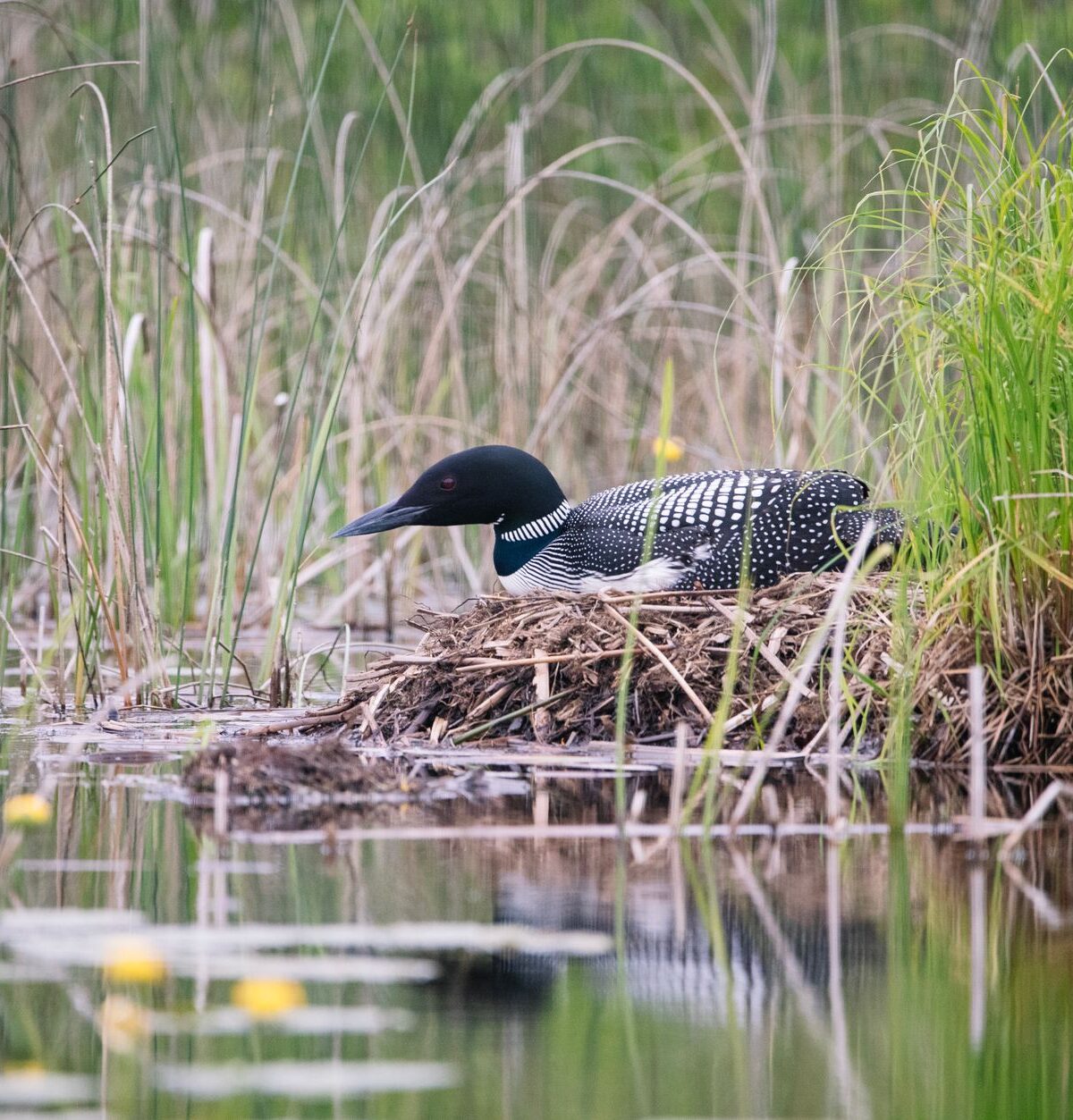 Common Loon