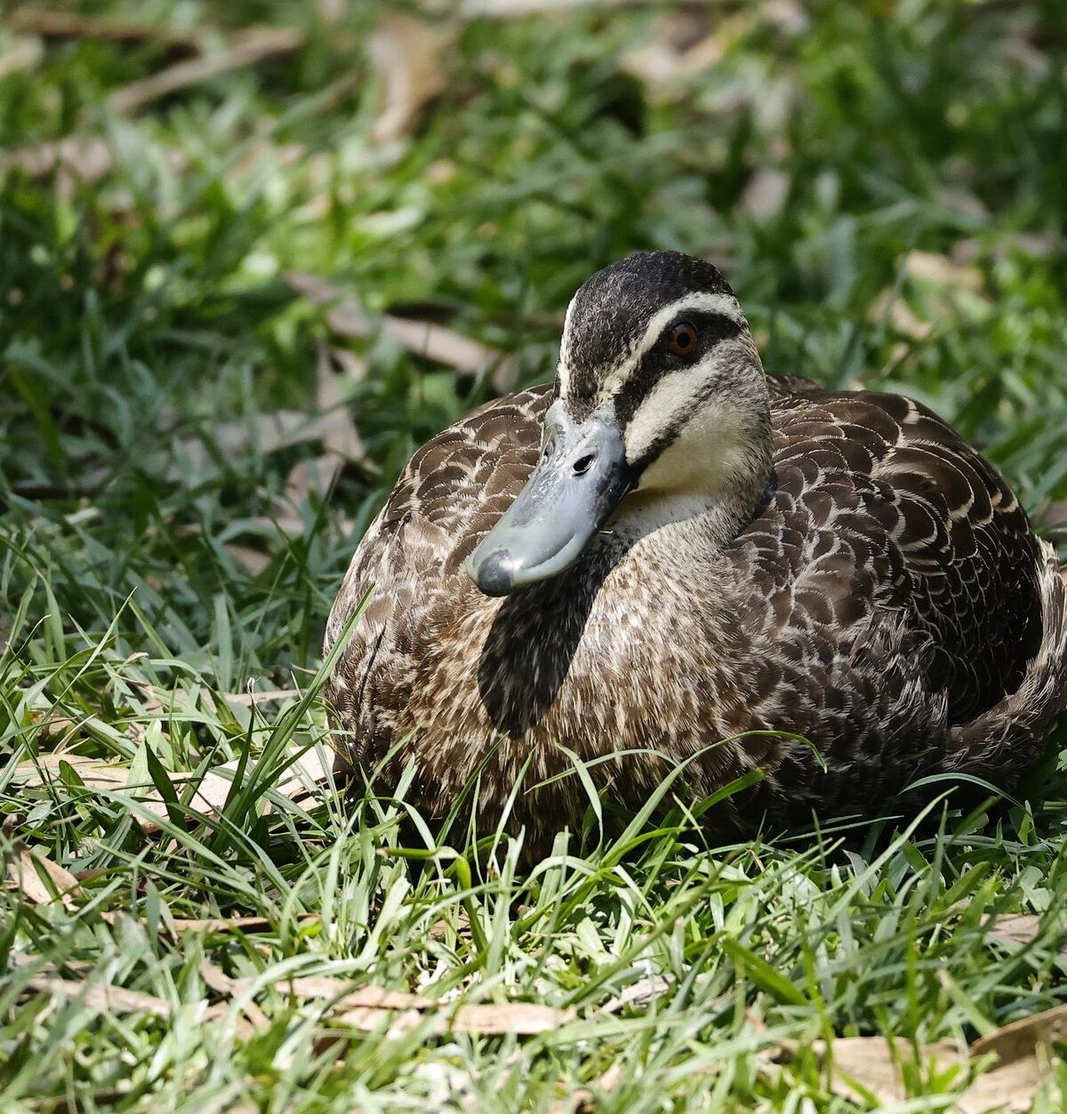 American Black Duck