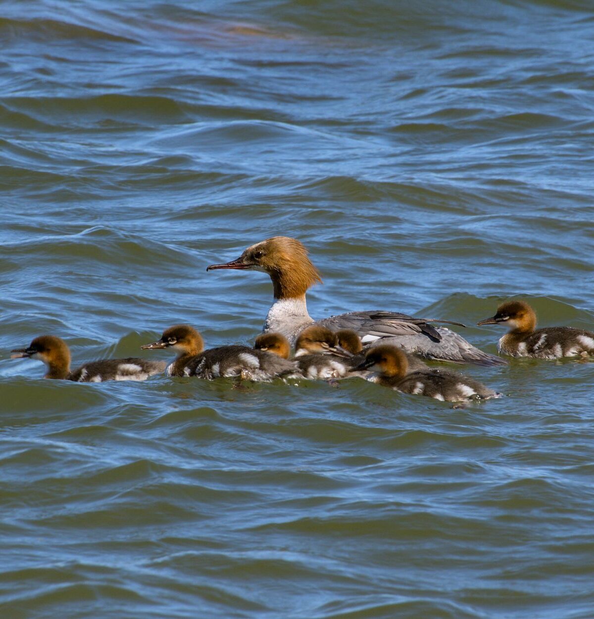 Common Merganser