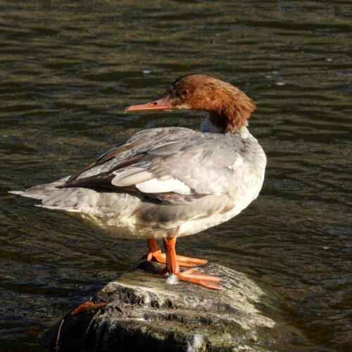 Merganser