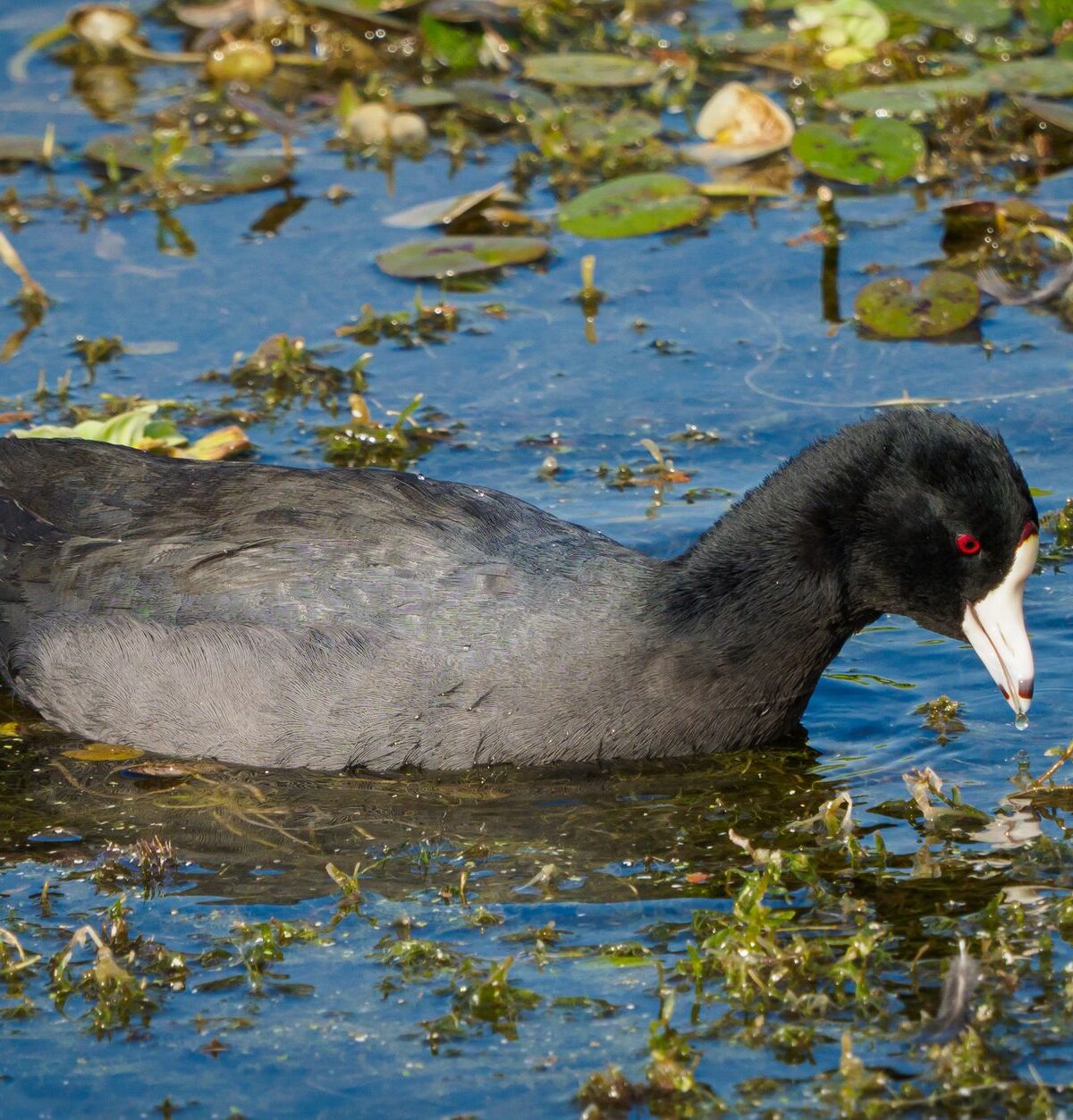 American Coot