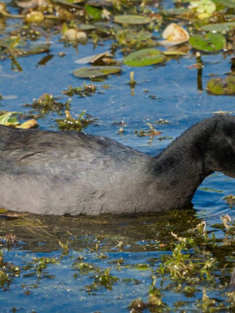 American Coot