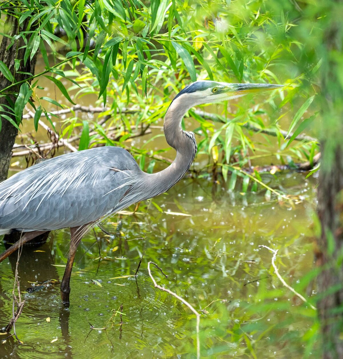 Great Blue Heron