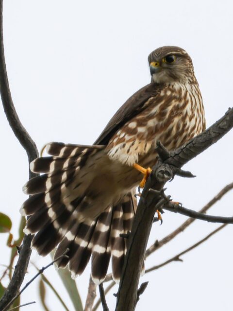 Merlin
