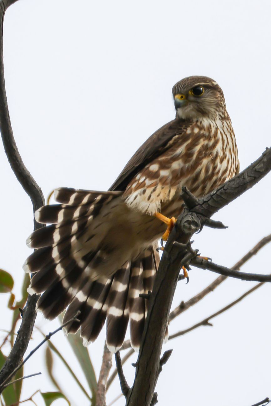 Merlin