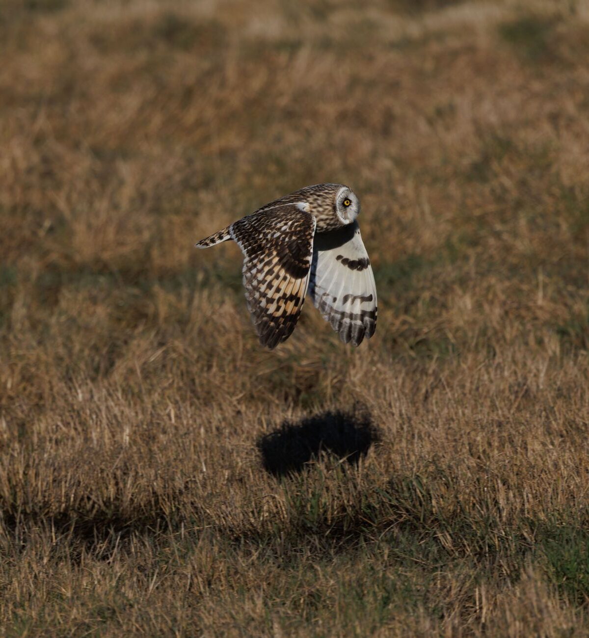 Short-Eared Owl