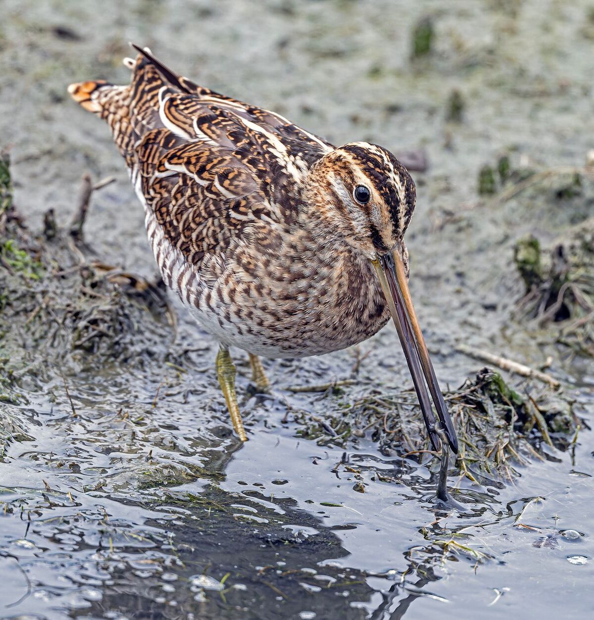Common Snipe