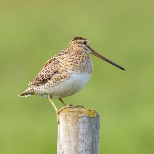 Snipe