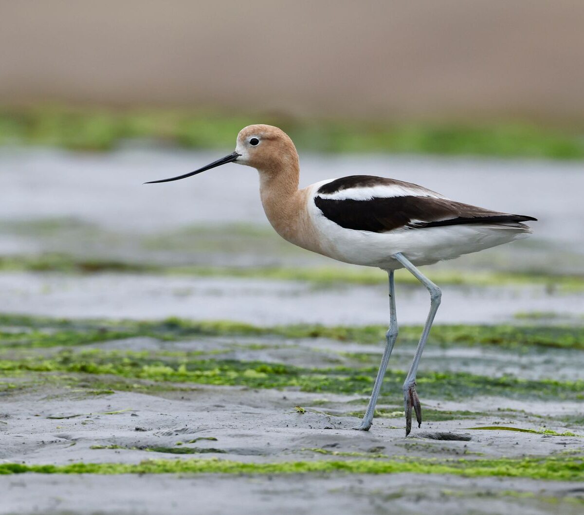 American Avocet