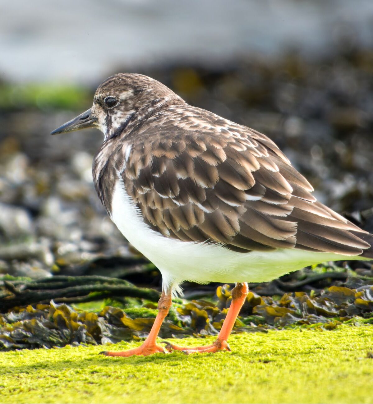 Ruddy Turnstone