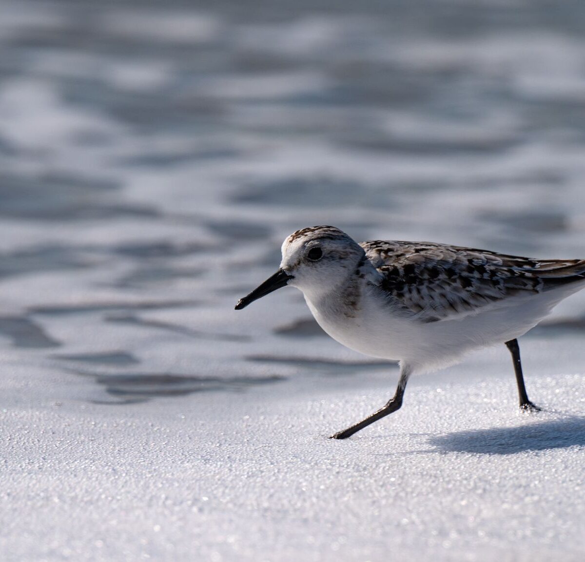 Sanderling