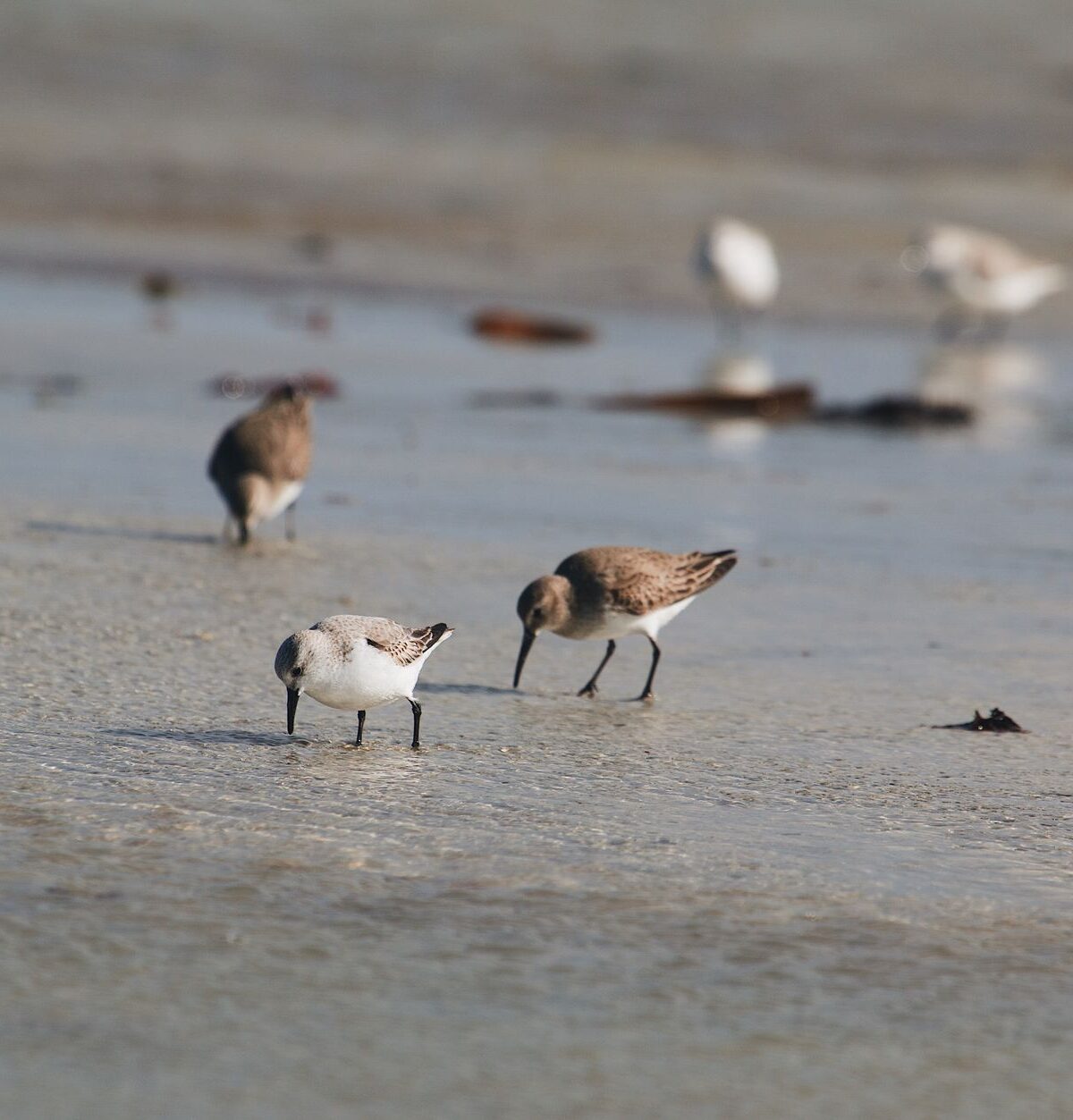 Dunlin