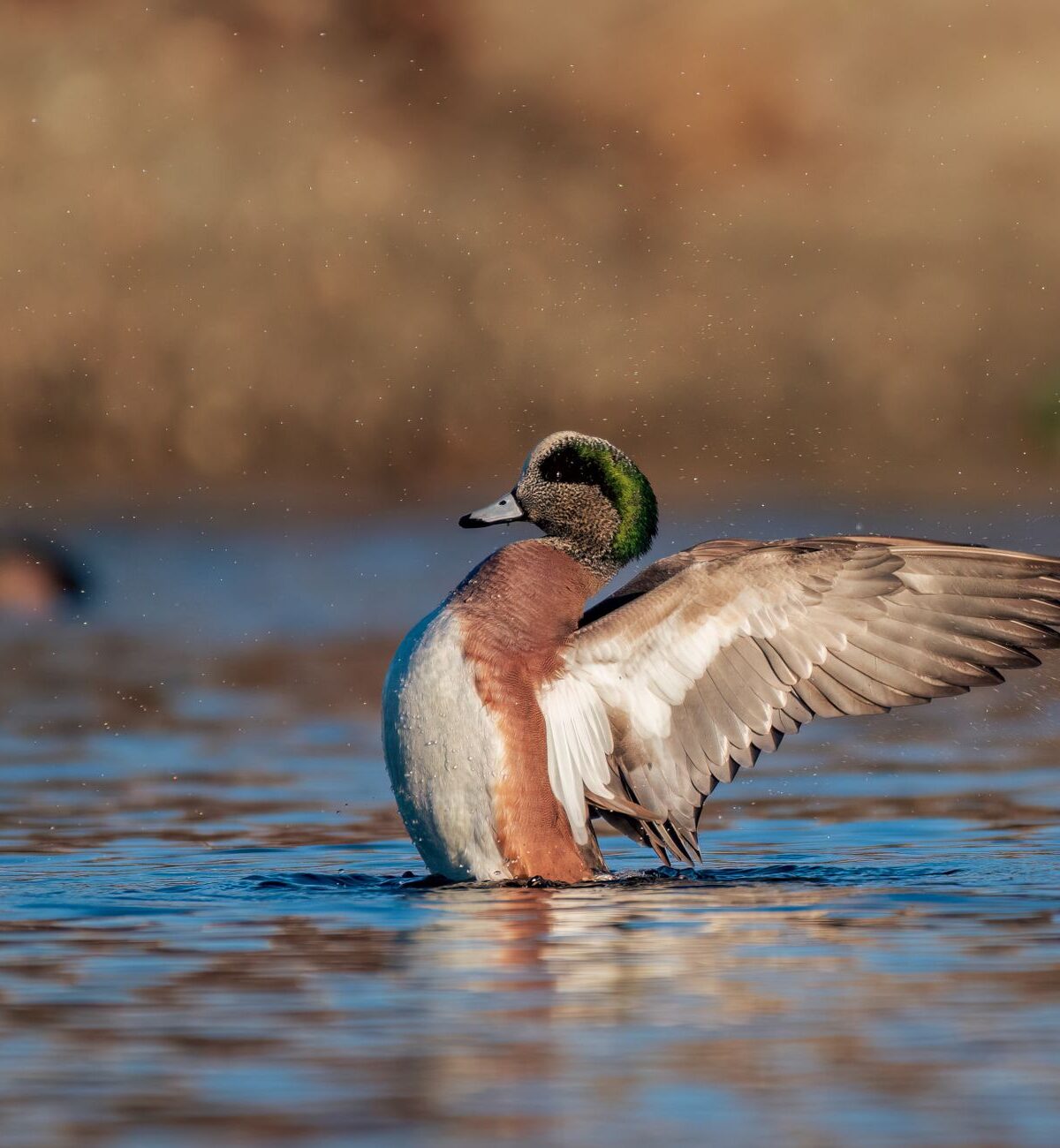 American Wigeon