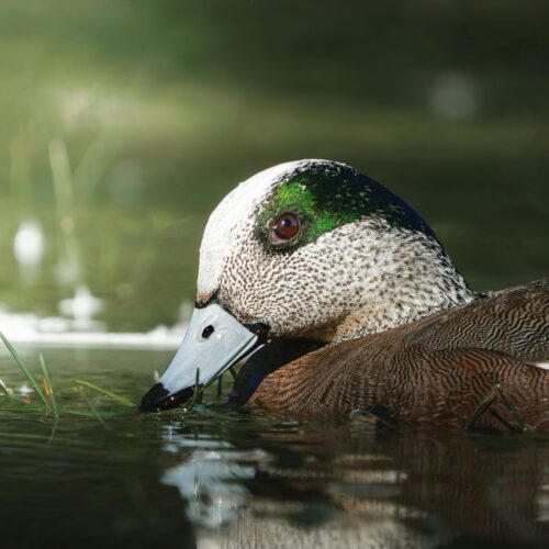 Wigeon